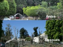 Imagen del antes y después de la poda en el fraccionamiento Club hípico tapatío, localizado a espaldas de Expo Guadalajara.  /