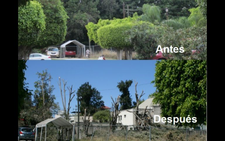 Imagen del antes y después de la poda en el fraccionamiento Club hípico tapatío, localizado a espaldas de Expo Guadalajara.  /