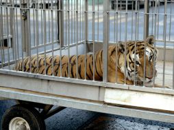 León da un paso en la protección a los derechos de los animales. ARCHIVO /