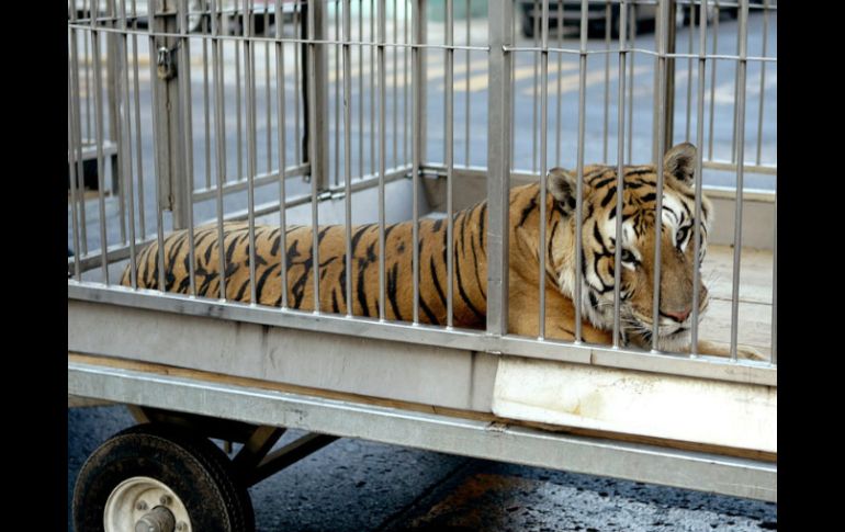 León da un paso en la protección a los derechos de los animales. ARCHIVO /