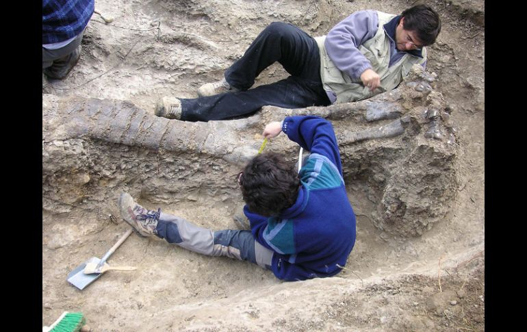 Los científicos creen que el Anzu tenía garras largas y afiladas, y era omnívoro. ARCHIVO /