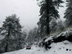 Parque estatal.  Un día de invierno en el Bosque Mesófilo Nevado de Colima.  /