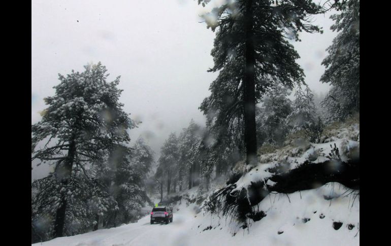 Parque estatal.  Un día de invierno en el Bosque Mesófilo Nevado de Colima.  /