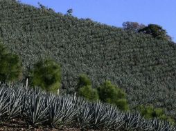 Buscan restaurar los daños al Paisaje Agavero y proceder contra los responsables. ARCHIVO /