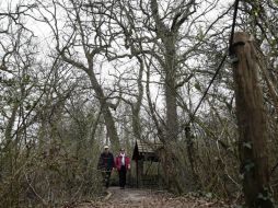 La reducción bruta del uso de las tierras forestales es causada por la deforestación y los desastres naturales. EFE /