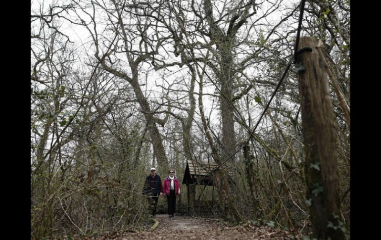 La reducción bruta del uso de las tierras forestales es causada por la deforestación y los desastres naturales. EFE /