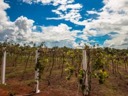 El texto advierte de los efectos del calentamiento global en tierras cultivables. ARCHIVO /