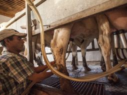 Actualmente el productor de leche recibe por litro 6.20 pesos si le vende a Liconsa. ARCHIVO /