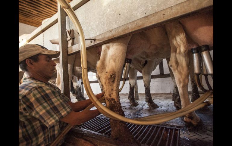 Actualmente el productor de leche recibe por litro 6.20 pesos si le vende a Liconsa. ARCHIVO /