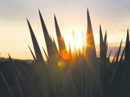 Entre agaves. La Hacienda La Rojeña dará cabida a un encuentro cultural que se ha convertido ya en una tradición.  /