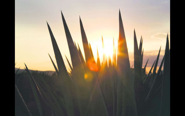 Entre agaves. La Hacienda La Rojeña dará cabida a un encuentro cultural que se ha convertido ya en una tradición.  /