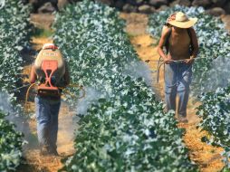 El embajador de EU en México, Anthony Wayne, informa que avanza un programa de visas para trabajadores temporales mexicanos. ARCHIVO /