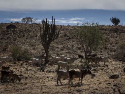 Sequía. El estudio para evaluar los impactos del cambios climático en Jalisco, fue elaborado por la UAG y la UdeG. ARCHIVO /