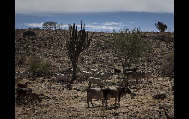 Sequía. El estudio para evaluar los impactos del cambios climático en Jalisco, fue elaborado por la UAG y la UdeG. ARCHIVO /