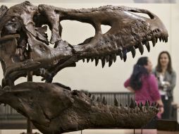 Una réplica de un Tyrannosaurus rex descubierto en Montana recibe a los visitantes al entrar al  Smithsonian. AP /