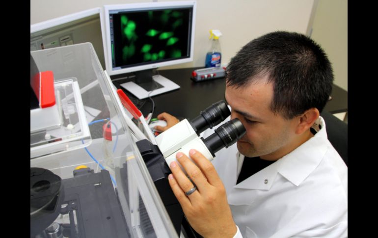 Los científicos ponen sus esperanzas en la clonación terapéutica que podría sustituir órganos dañados por el cáncer. ARCHIVO /