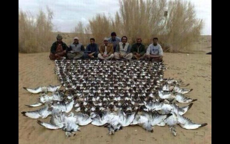 Fahd bin Sultan habría cazado a las aves 'avutardas hubara' durante una visita a un safari en Pakistán. TOMADA DE @Mark_ArabicMark  /