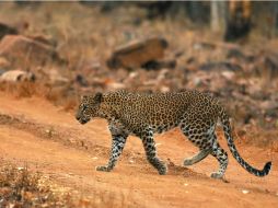 Los ataques pasan por involucrar a las comunidades afectadas en la conservación del leopardo. EFE /