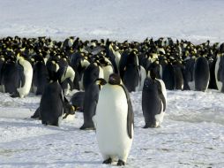 El virus encontrado en los pingüinos adelia no se asemeja al resto de virus circulantes de la gripe aviar. ARCHIVO /