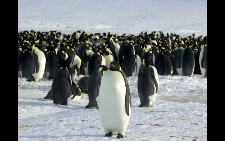 El virus encontrado en los pingüinos adelia no se asemeja al resto de virus circulantes de la gripe aviar. ARCHIVO /