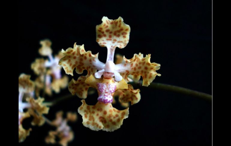 La orquídea Lophiaris silverarum, fue bautizada en honor a su descubridora Katia Silvera. EFE /