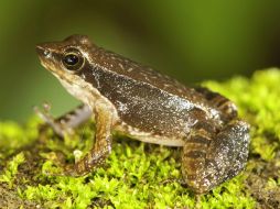 Una de las ''ranas danzantes'' descubiertas por científicos en la India; el anfibio vive en corrientes rápidas de agua en las montañas. EFE /