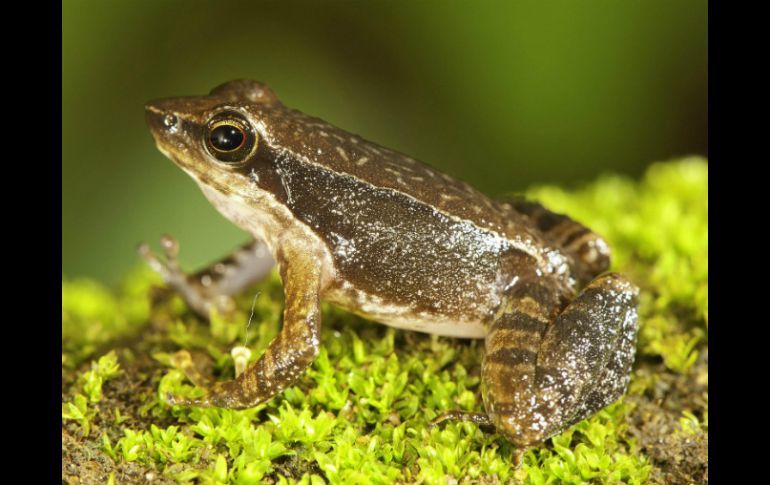 Una de las ''ranas danzantes'' descubiertas por científicos en la India; el anfibio vive en corrientes rápidas de agua en las montañas. EFE /