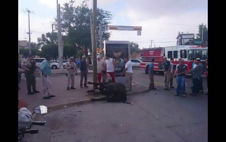 Autoridades logran capturar a uno de los toros a una cuadra del Rastro, tuvo que ser ser sacrificado.  /