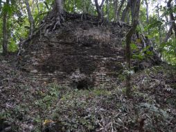 Zona arqueológica maya de 34 hectáreas y al menos seis grupos arquitectónicos ocultos fueron encontrados en la selva de Quintana Roo. NTX /