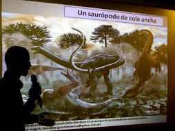 Estos dinosaurios poseían una larga cola con una musculatura importante, lo que les permitía defenderse de probables predadores. AP /