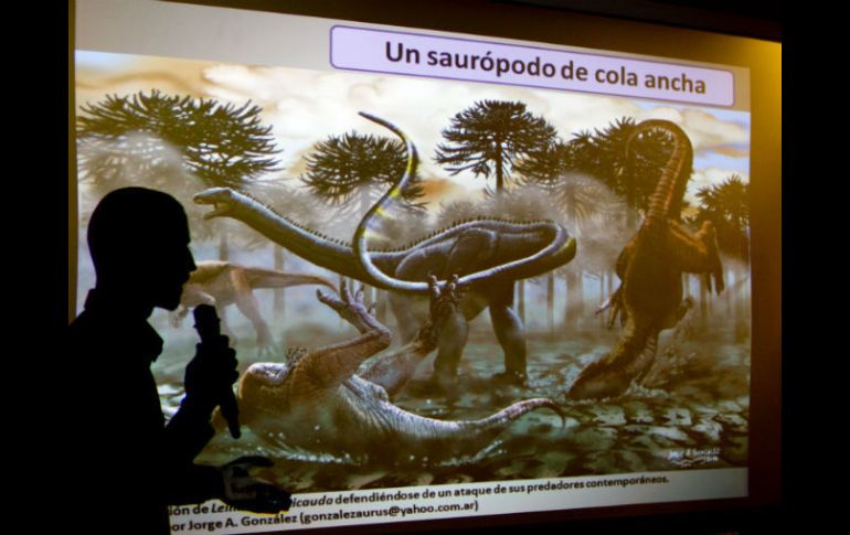 Estos dinosaurios poseían una larga cola con una musculatura importante, lo que les permitía defenderse de probables predadores. AP /