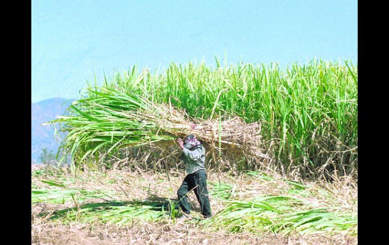 Los expertos afirman que México se convertirá en un gran productor de etanol como resultado de los excedentes de caña.  /