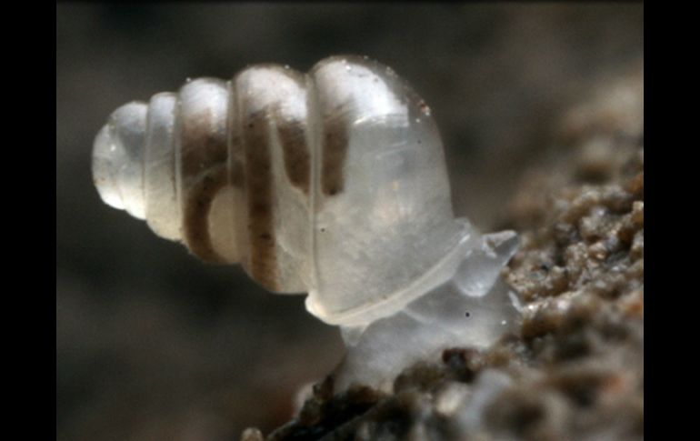 Diminuto caracol que vive a más de 900 metros bajo la tierra en Croacia. ESPECIAL /