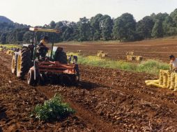 Las actividades primarias aumentaron 6.8 por ciento a tasa anual a consecuencia del avance en la agricultura, informa el Inegi. ARCHIVO /