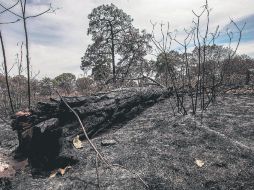 En el Estado se ha quemado más superficie de la que ha sido reforestada: de cada 10 hectáreas incendiadas sólo siete se reforestan.  /