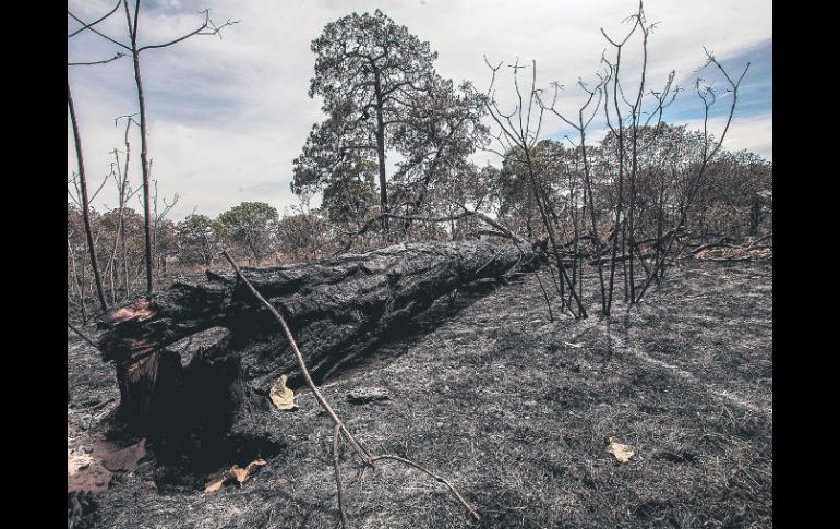 En el Estado se ha quemado más superficie de la que ha sido reforestada: de cada 10 hectáreas incendiadas sólo siete se reforestan.  /