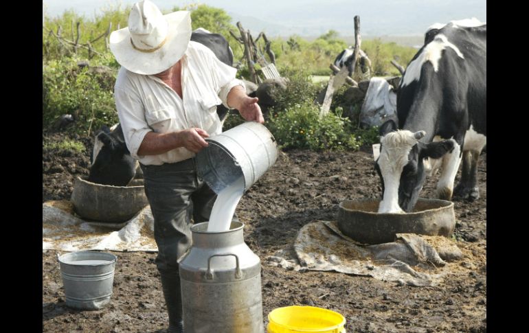 'Ganaderos que tenían 100 vacas, hoy tienen 15 ó 20, al rato van a acabar con ninguna', dice el presidente de FNPCL. ARCHIVO /