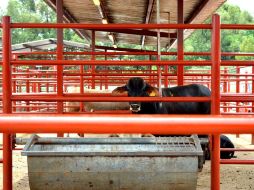 El nuevo matadero permitirá procesar alrededor de 180 cabezas de ganado.  /