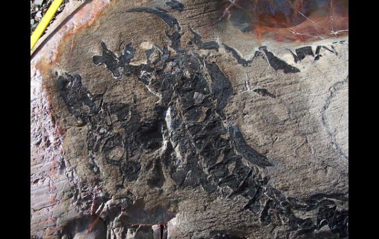 La imagen muestra el cráneo torcido de un ictiosaurio hallado en un sector del Glaciar Tyndall en las Torres del Paine. EFE /