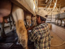 México se ha colocado como el cuarto consumidor de lácteos en América Latina y el tercer productor de leche en la región. ARCHIVO /