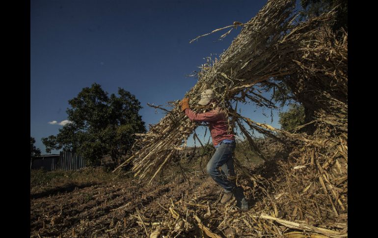 En Baja California Sur se ha implementado un sistema de explotación laboral de corte feudal. ARCHIVO /