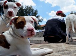 El organizador del evento Charles Bullys, afirma que son animales amorosos y fieles, ideales para los niños.  /