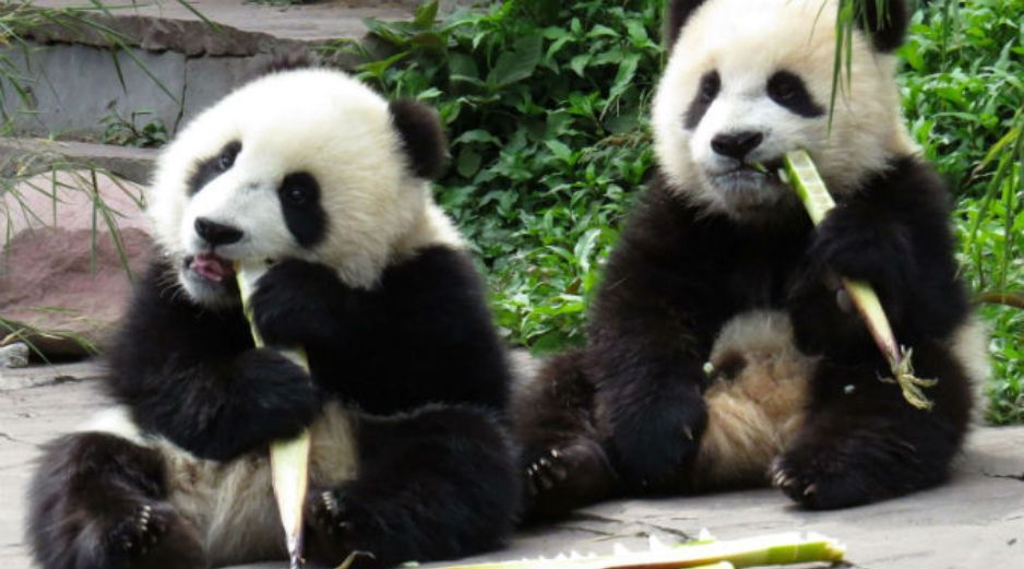 Los osos pandas elegirán a los ganadores al escoger determinada cesta de comida. ARCHIVO /