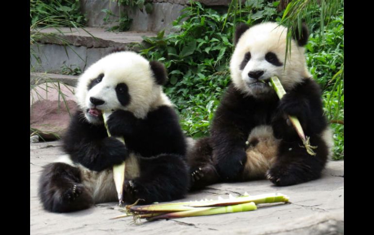 Los osos pandas elegirán a los ganadores al escoger determinada cesta de comida. ARCHIVO /