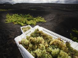 Cuando las uvas se machacan, las toxinas entran en contacto con el jugo, lo cual es potencialmente dañino para los seres humanos. ARCHIVO /