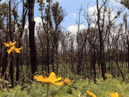 Entre estas áreas destaca el bosque de La Primavera, en Jalisco. ARCHIVO /