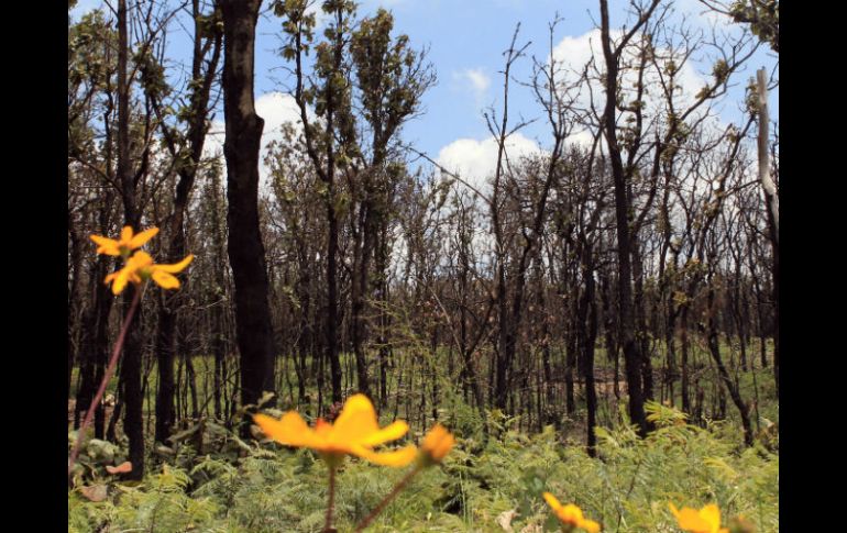 Entre estas áreas destaca el bosque de La Primavera, en Jalisco. ARCHIVO /