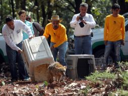 Según autoridades del bosque, los animales tienen 100 por ciento de probabilidades de sobrevivir tras su liberación.  /