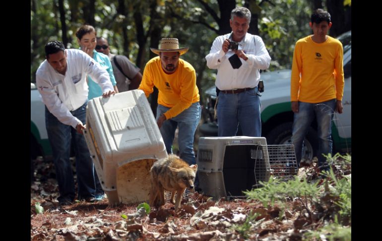 Según autoridades del bosque, los animales tienen 100 por ciento de probabilidades de sobrevivir tras su liberación.  /