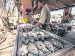 Según el titular de la Seder, Héctor Padilla, la producción acuícola de Jalisco creció 30% entre 2012 y 2013.  /